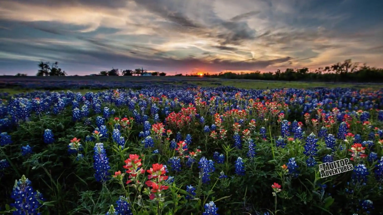 Is it illegal in the U.S. to pick wildflowers growing by the roadside?