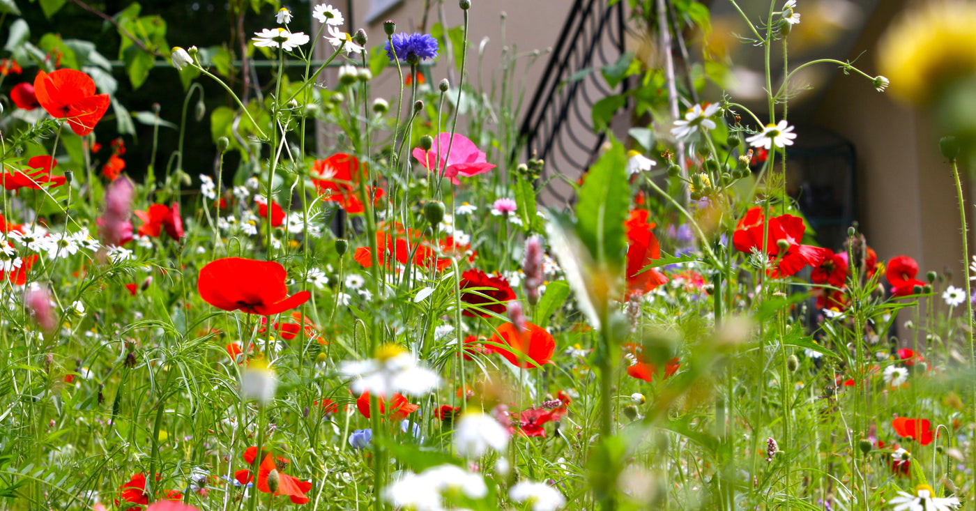 How to Build a Raised Wildflower Garden in a Small Backyard