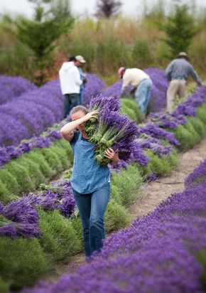 The Low-Maintenance Gardener's Guide to Wildflower Seeds: Tips for Easy and Successful Planting