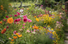 Grow a Beautiful Garden with Wildflower Seed Mix
