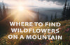 Where to Find Native Wildflowers on a Mountain
