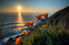 California's Floral Crown: The Science and Splendor of the Poppy Wildflower