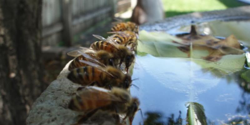 Why Honey Bees Need Water