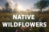 Where To Discover Native Wildflowers in a Nature Reserve