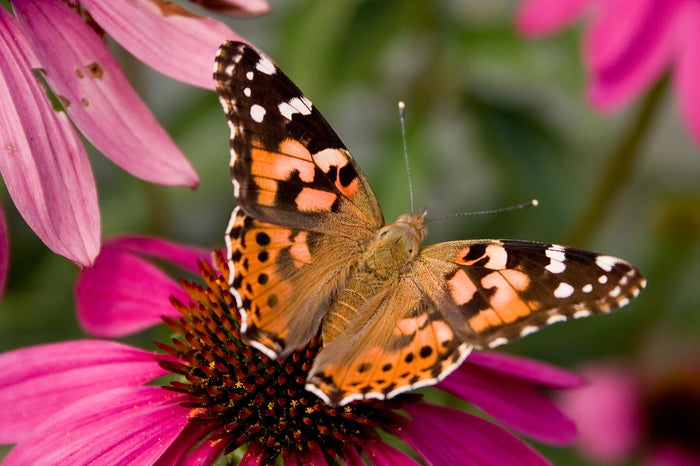 California is Finally Drought-Free After 7 Years and They’re Being Rewarded With a Butterfly Boom