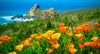 California Poppy (Eschscholzia Californica) - Ultimate Flower Guide