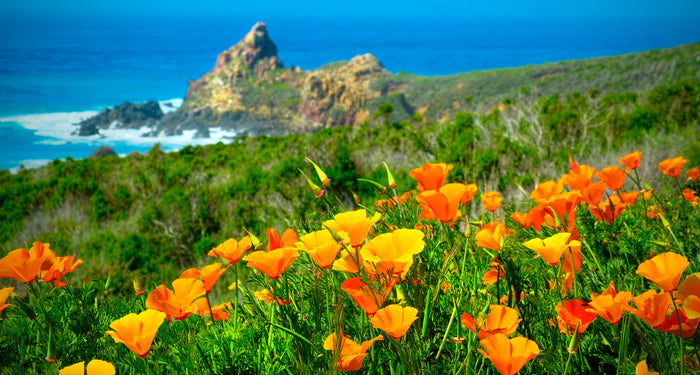 California Poppy (Eschscholzia Californica) - Ultimate Flower Guide