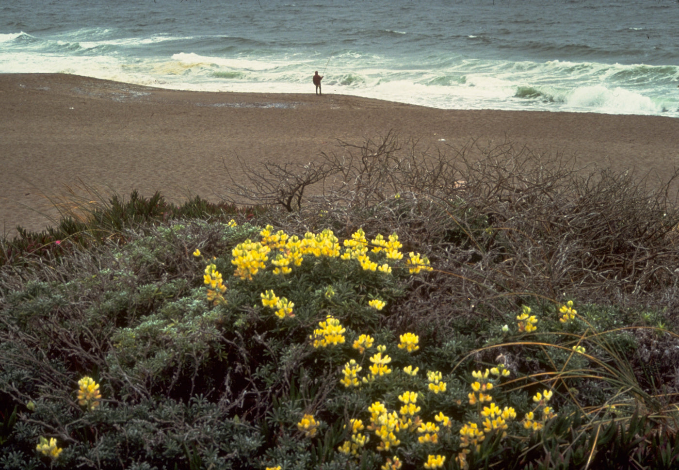 Natural Features & Ecosystems - Point Reyes National Seashore