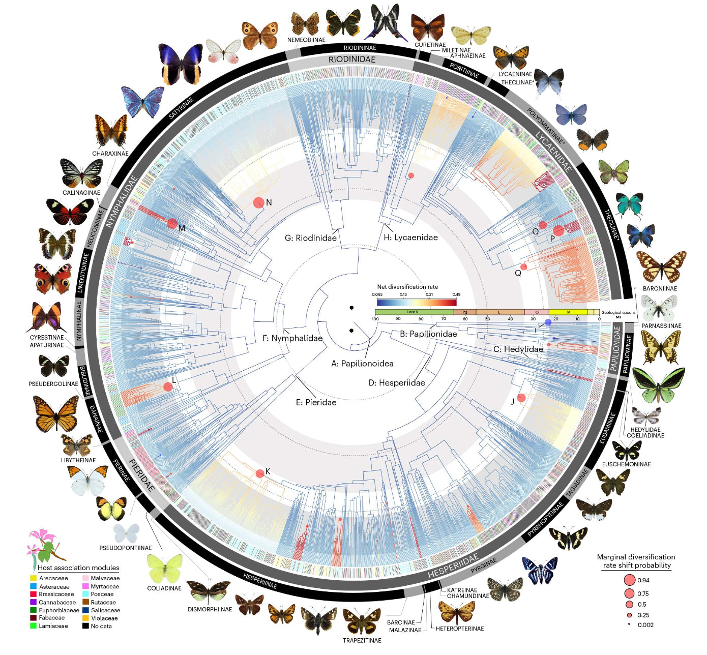 Butterfly tree of life reveals an origin in the Americas