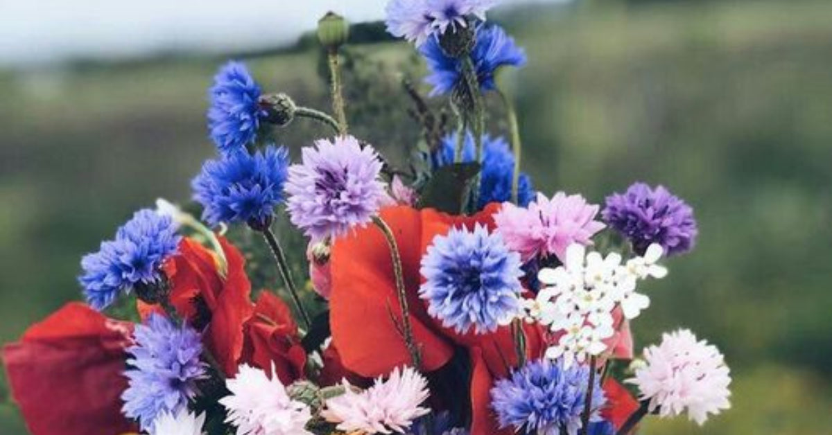 Top 9 Best Wildflowers For Native Bees