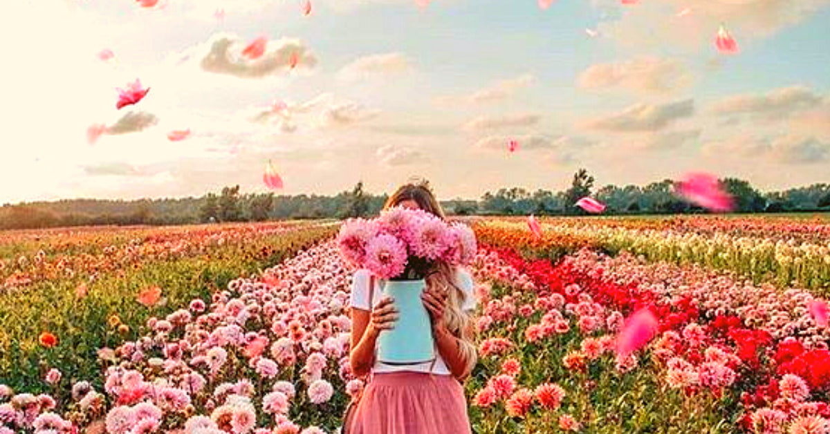 Why are seedballs a great option to grow wildflowers?