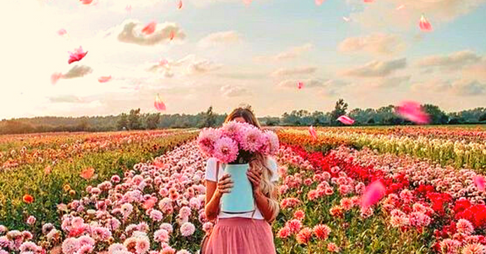 Why are seedballs a great option to grow wildflowers?