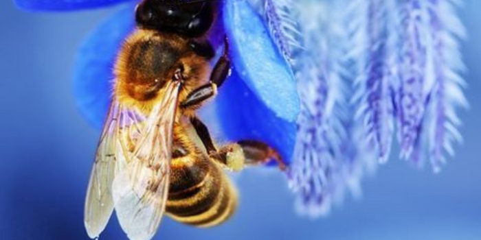 What wildflowers do bees like?