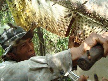 Humans Grow Kinder to Honeybeees - Traditions Transform in Cambodia