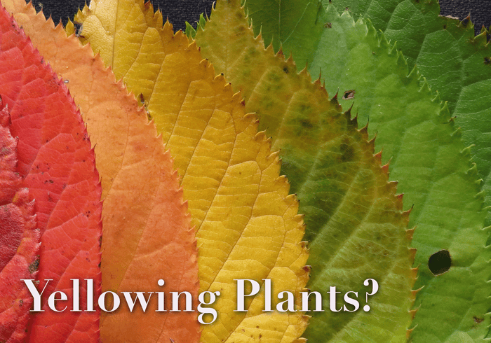Top 5 Reasons Why Your Plants Are Yellowing