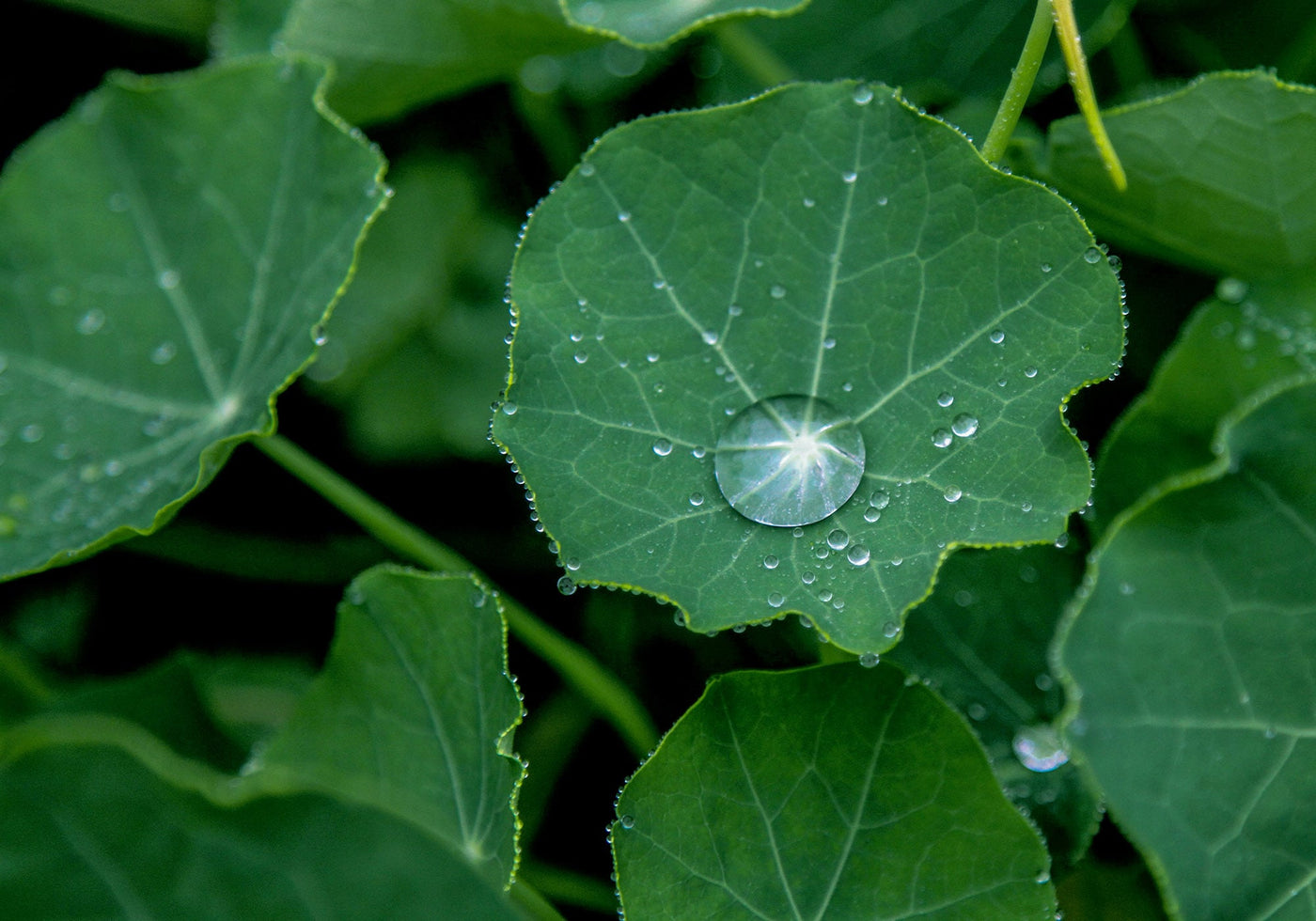 Will wildflowers grow in the shade?
