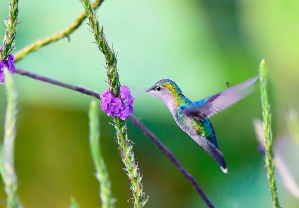 Exploring Geographical Patterns in Species Distribution: A Closer Look at Wildflowers