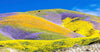 Wildflowers of Pinnacles National Park