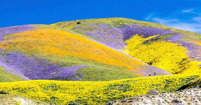 Wildflowers of Pinnacles National Park