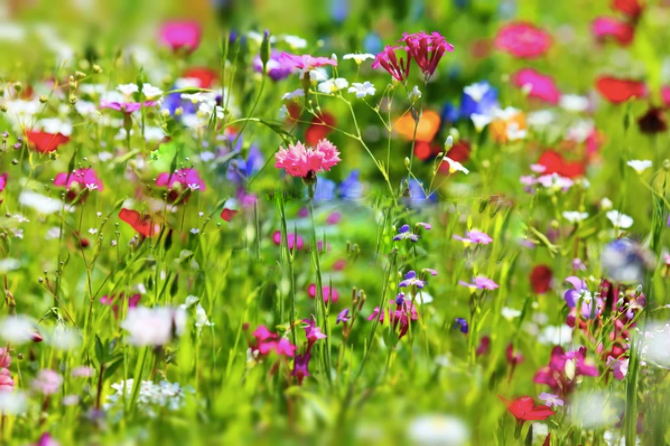 Awesome Annuals Wildflower Seedles