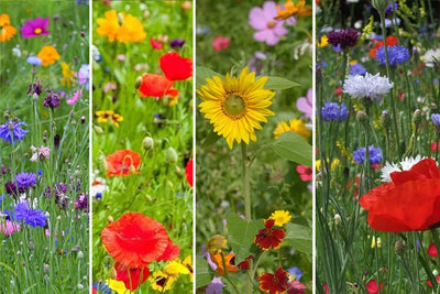 Awesome Annuals Wildflower Seedles