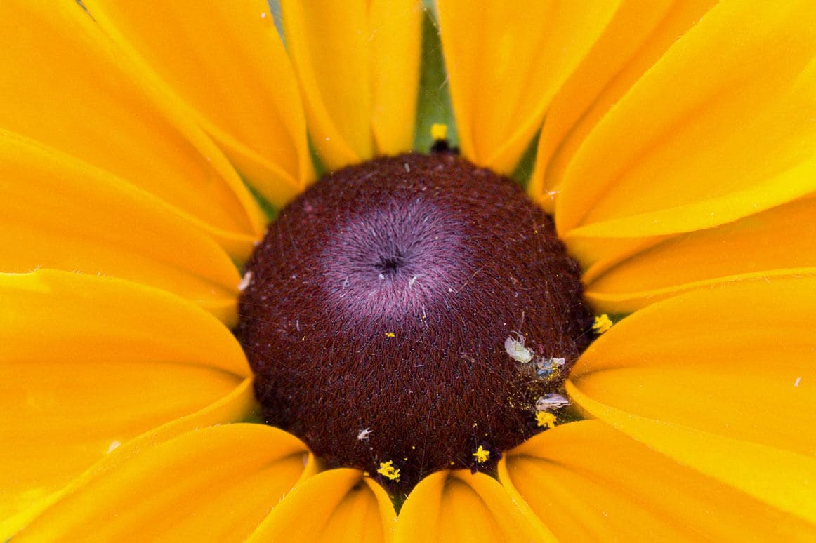 Black-Eyed Susan Seedles