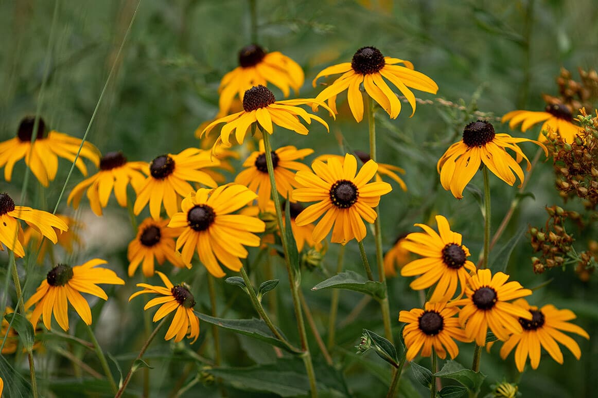 Black-Eyed Susan Seedles