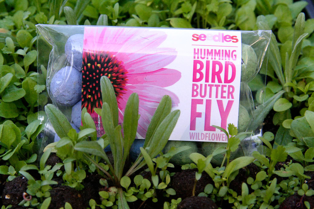 Hummingbird & Butterfly Seedles