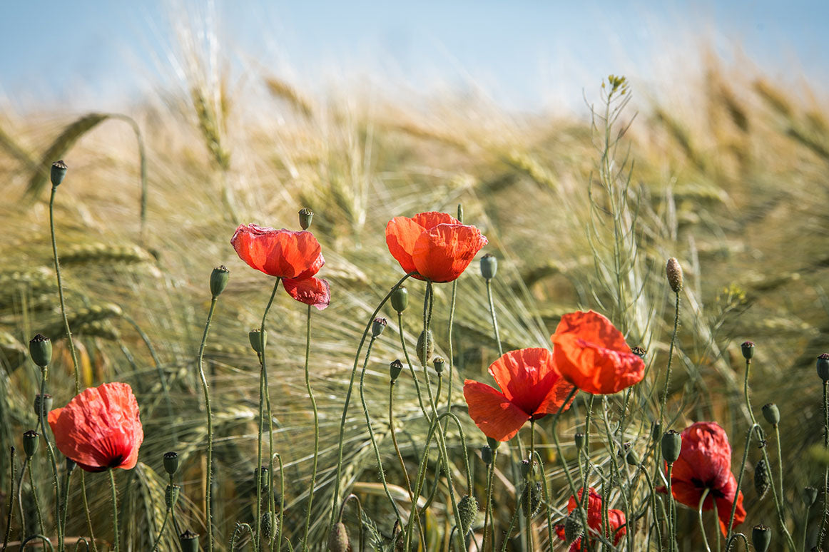 Red Poppy Seedles