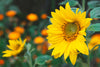 Sunny Sunflowers Wildflower Seedles