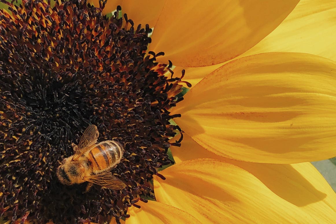 Sunny Sunflowers Wildflower Seedles