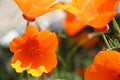 Seedles - California Poppy Seedles