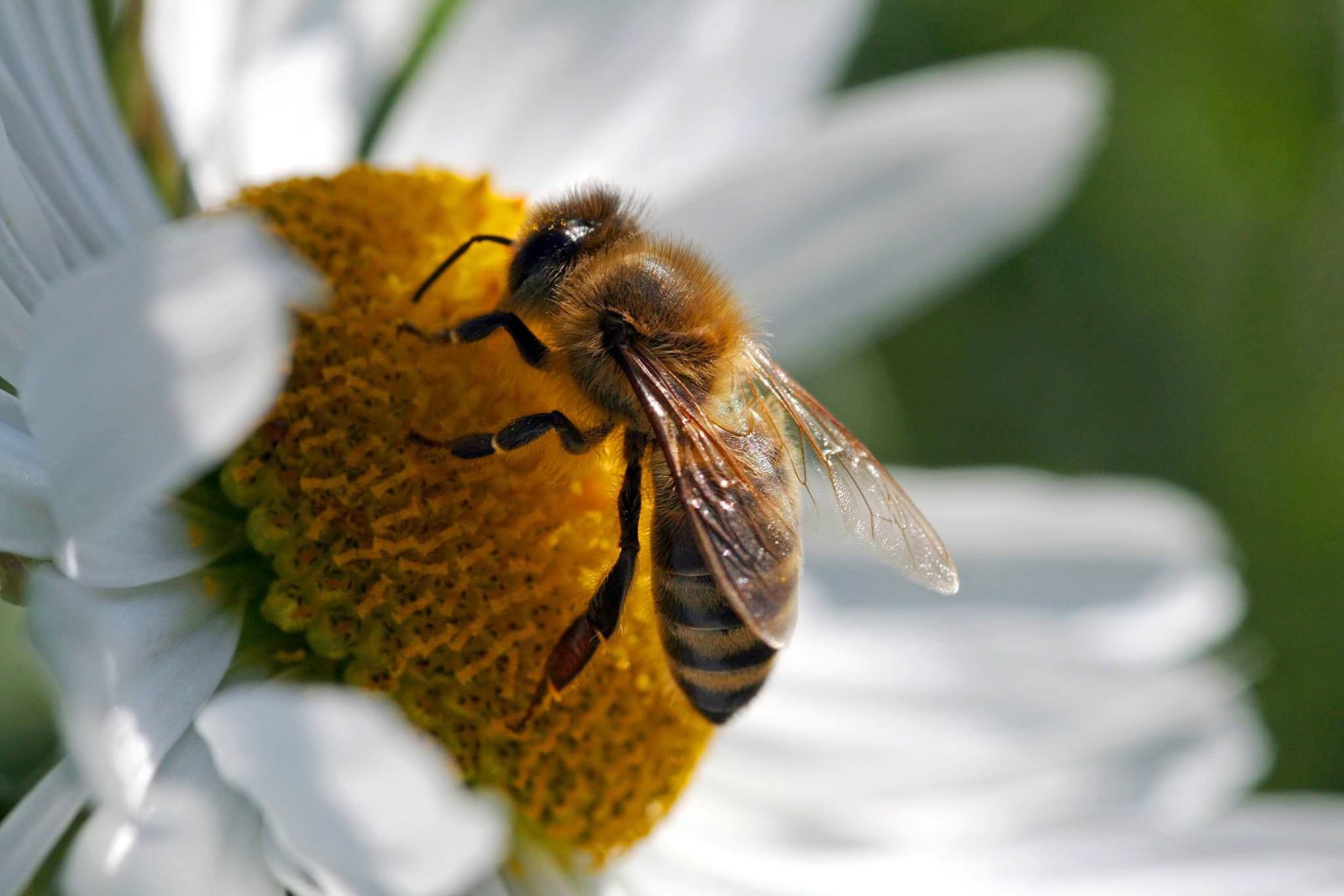 Seedles - Dry Area Seedles