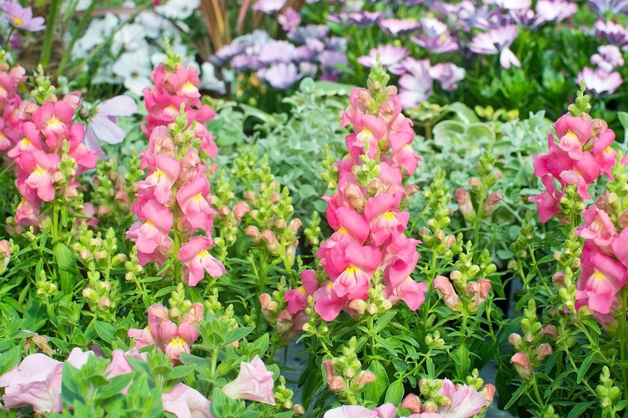 Seedles - Dry Area Seedles