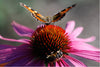 Seedles - Hummingbird & Butterfly Seedles