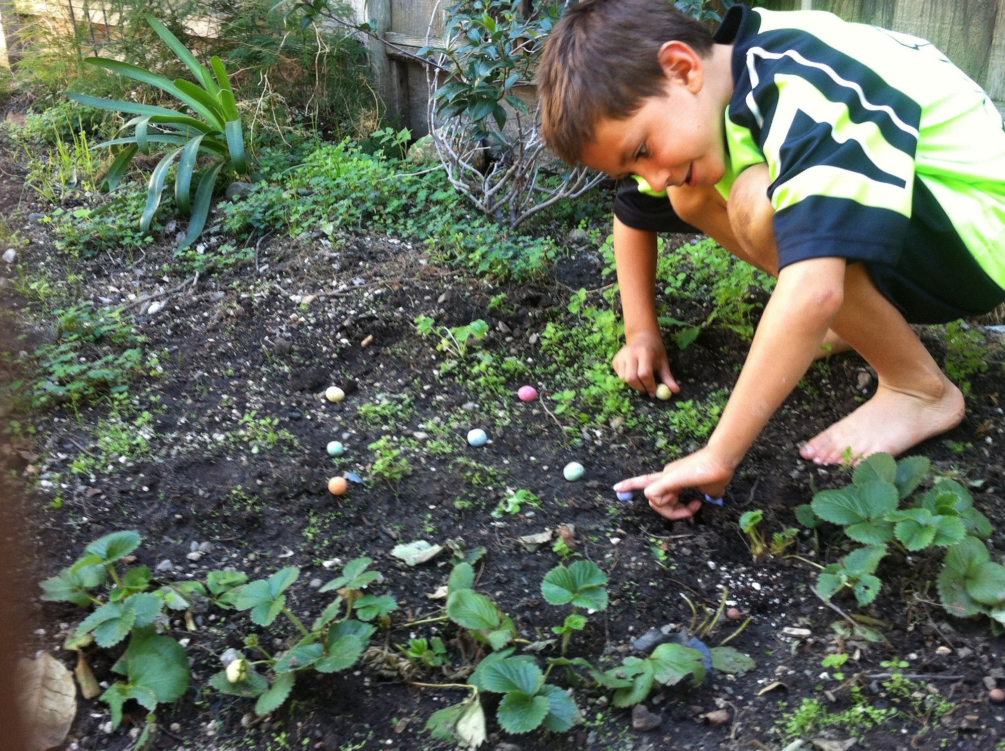 Seedles - Wildflower Seedles Gift Pack