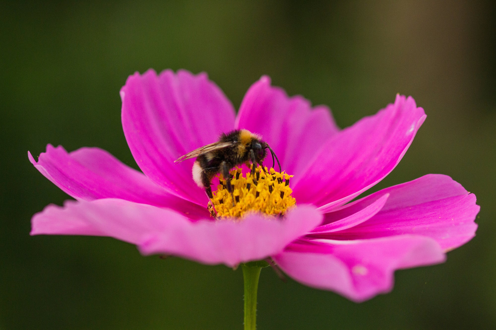 Awesome Annuals Wildflower Seedles