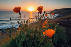California Poppies