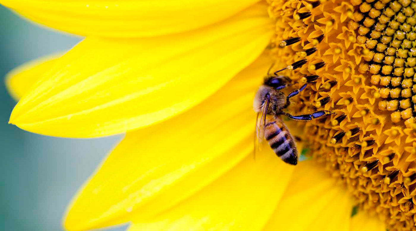 Grow The Rainbow - Wildflower Seed Balls
